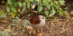 Mallard duck