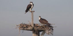 Ospreys in a nest