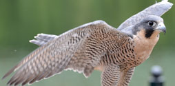 Peregrine Falcon