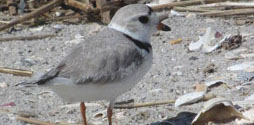 Piping Plover