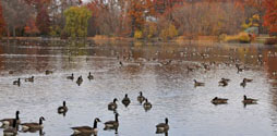 Willowbrook Park in The Greenbelt