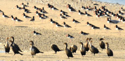 Birds on a sand bar in Jamaica Bay