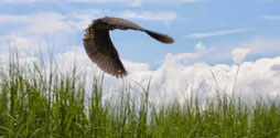 Yellow-crowned heron