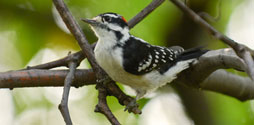 Downy Woodpecker