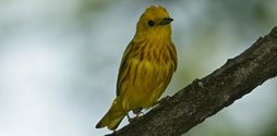 Yellow Warbler