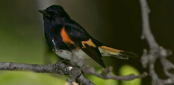 American Redstart