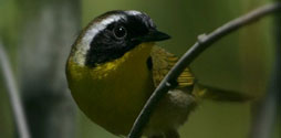 Common Yellowthroat