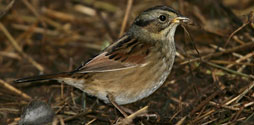 Swamp Sparrow