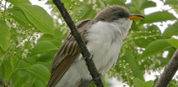 Yellow-billed Cuckoo