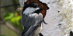 Black-capped Chickadee