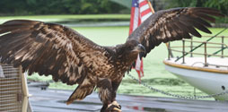 Eagle