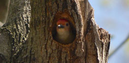 Red-bellied Woodpecker