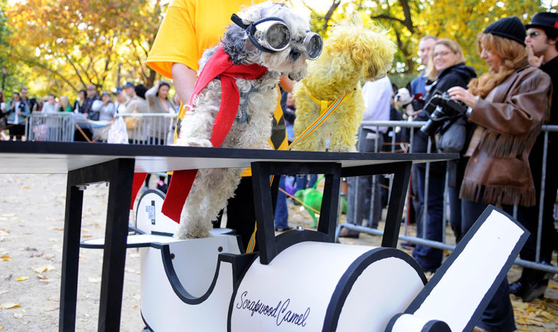 Halloween & Thanksgiving Pet Costume Parade & Contest Tickets, Sun