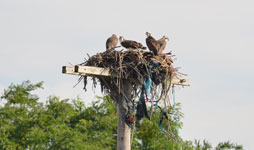 ospreys at Freshkills Park