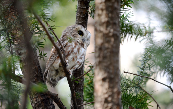 owl in tree cavity