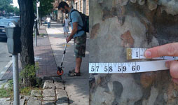 How the Tree Census Works : NYC Parks