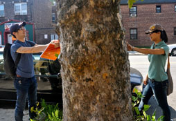 Past TreesCount! Censuses : NYC Parks