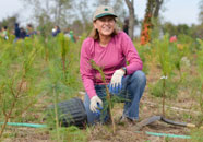 woman planting a tree