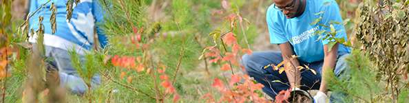 Volunteers plant saplings