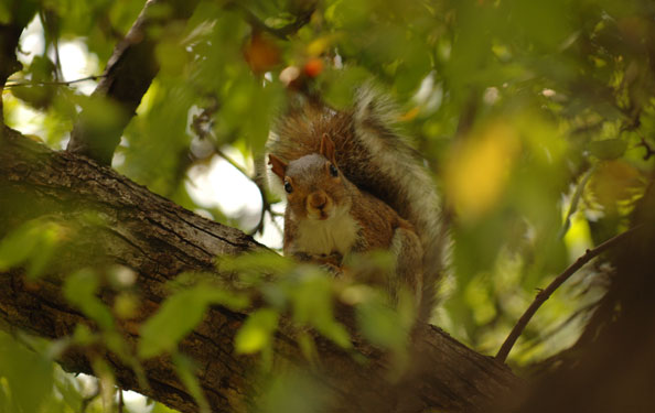 Chasing Squirrels In Summertime