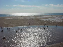 Snowbirds