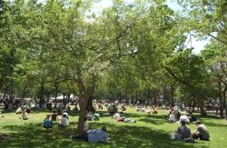 Madison Square Park lawn