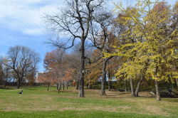 Fall in St. Nicholas Park