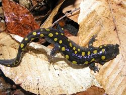 Allison Park, Spotted Salamander