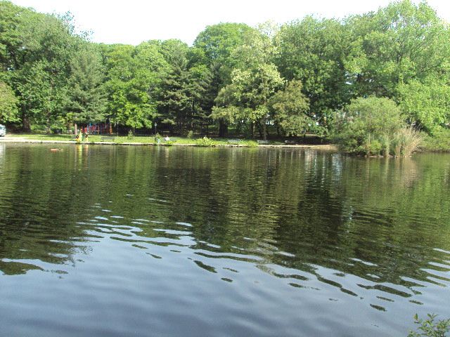 Captain Tilly Park & Goose Pond - Jamaica, New York 🦆 