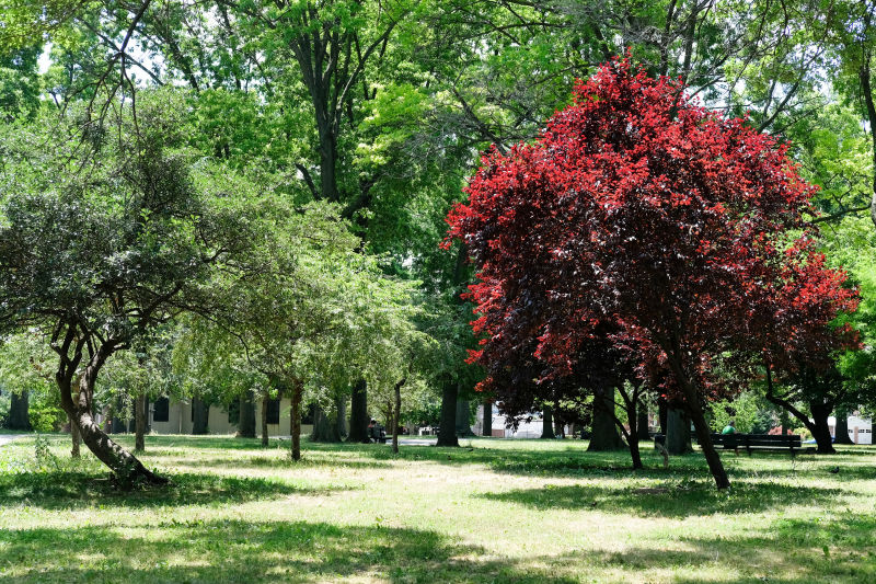 Juniper Valley Park NYC Parks