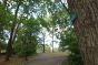 Red Maple in Kissena Park