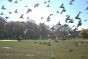 Pigeons in Prospect Park