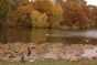 Geese by the Lake