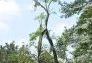 Central Park Storm Damage