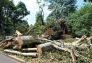 Central Park Storm Damage