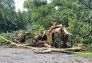 Central Park Storm Damage