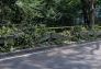 Central Park Storm Damage