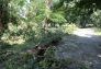 Central Park Storm Damage