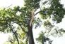 Central Park Storm Damage