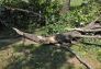 Central Park Storm Damage