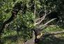 Central Park Storm Damage