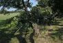 Central Park Storm Damage