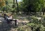 Central Park Storm Damage