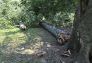 Central Park Storm Damage