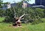 Central Park Storm Damage