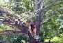 Central Park Storm Damage