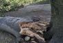 Central Park Storm Damage