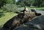 Central Park Storm Damage