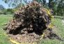 Central Park Storm Damage