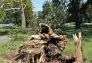 Central Park Storm Damage